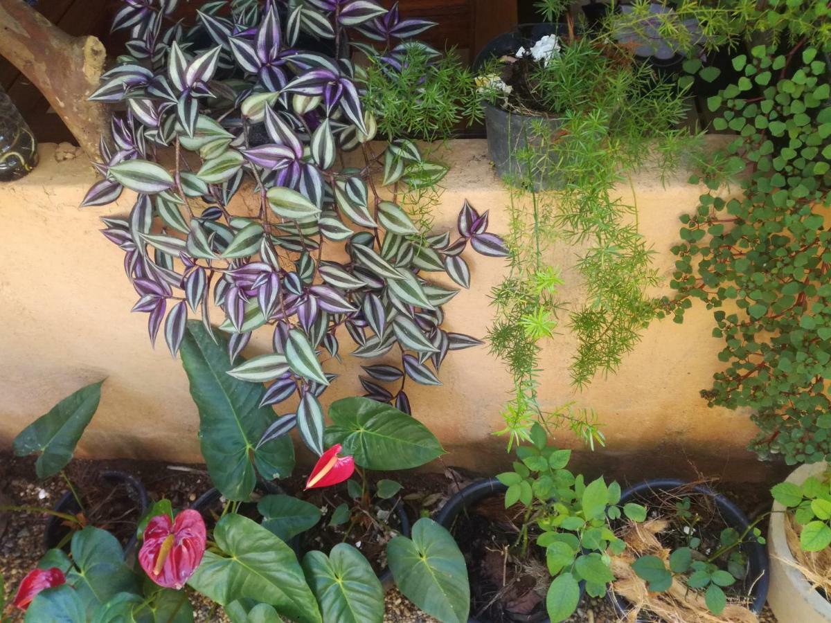 Cozy Homestay Ella Exterior foto